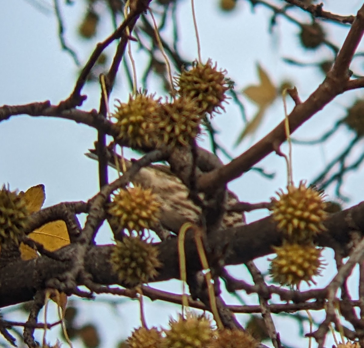 Purple Finch - ML646280214