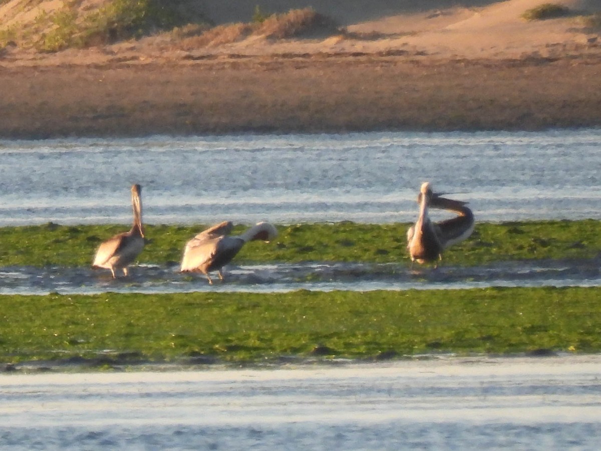 Brown Pelican - ML646280215