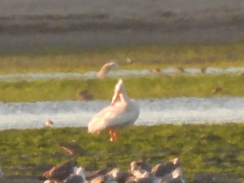 American White Pelican - ML646280216
