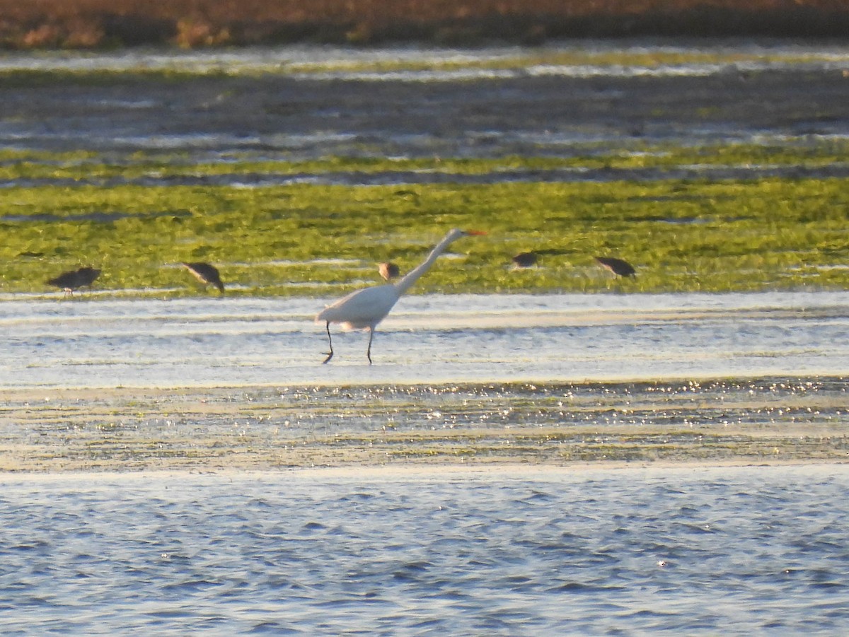 Great Egret - ML646280217
