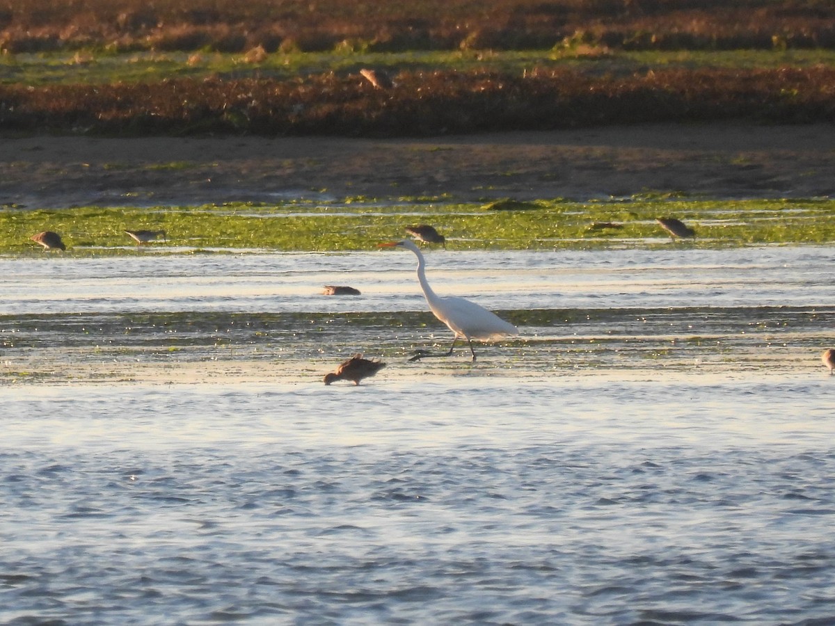 Great Egret - ML646280219