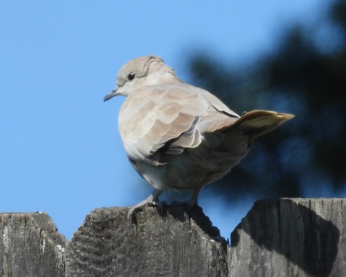 White-winged Dove - ML646280220