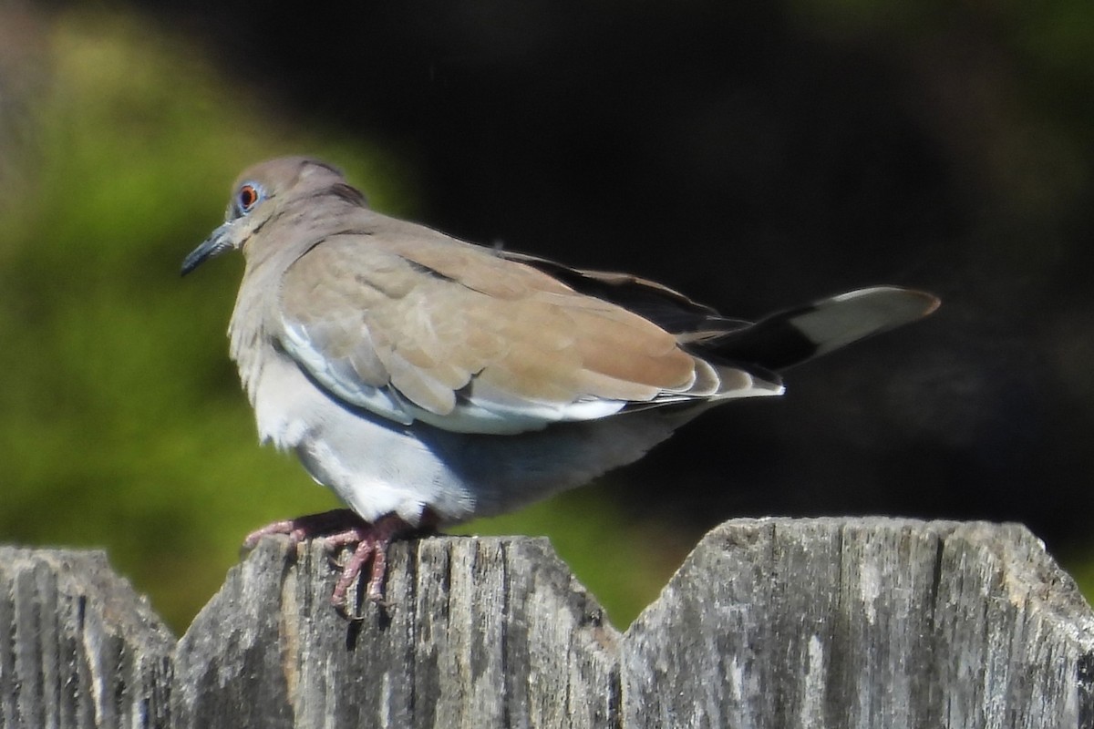 White-winged Dove - ML646280221