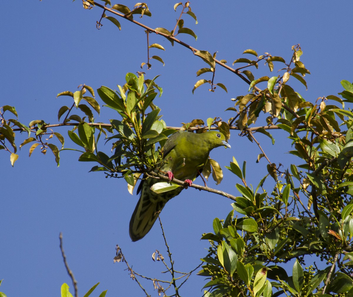 Kama Kuyruklu Yeşil Güvercin - ML646280222