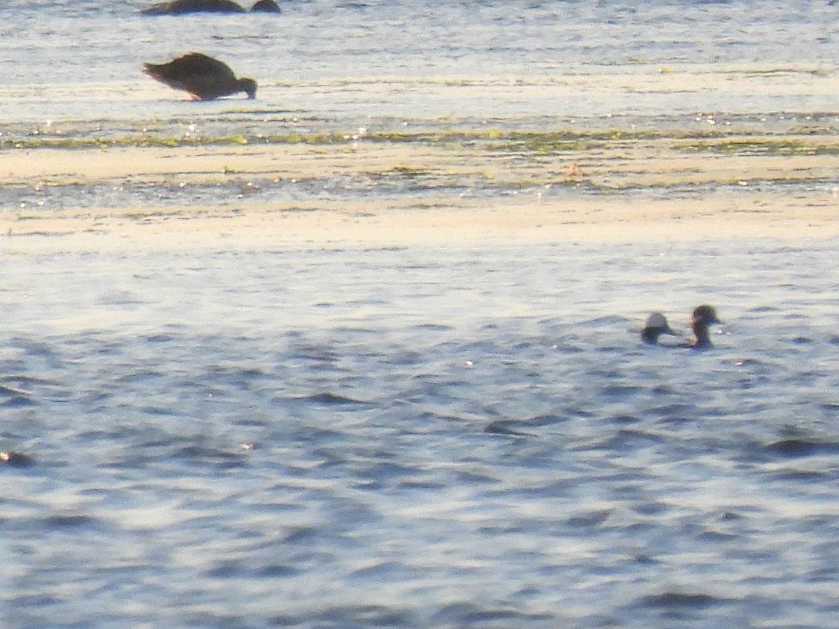 Bufflehead - ML646280235