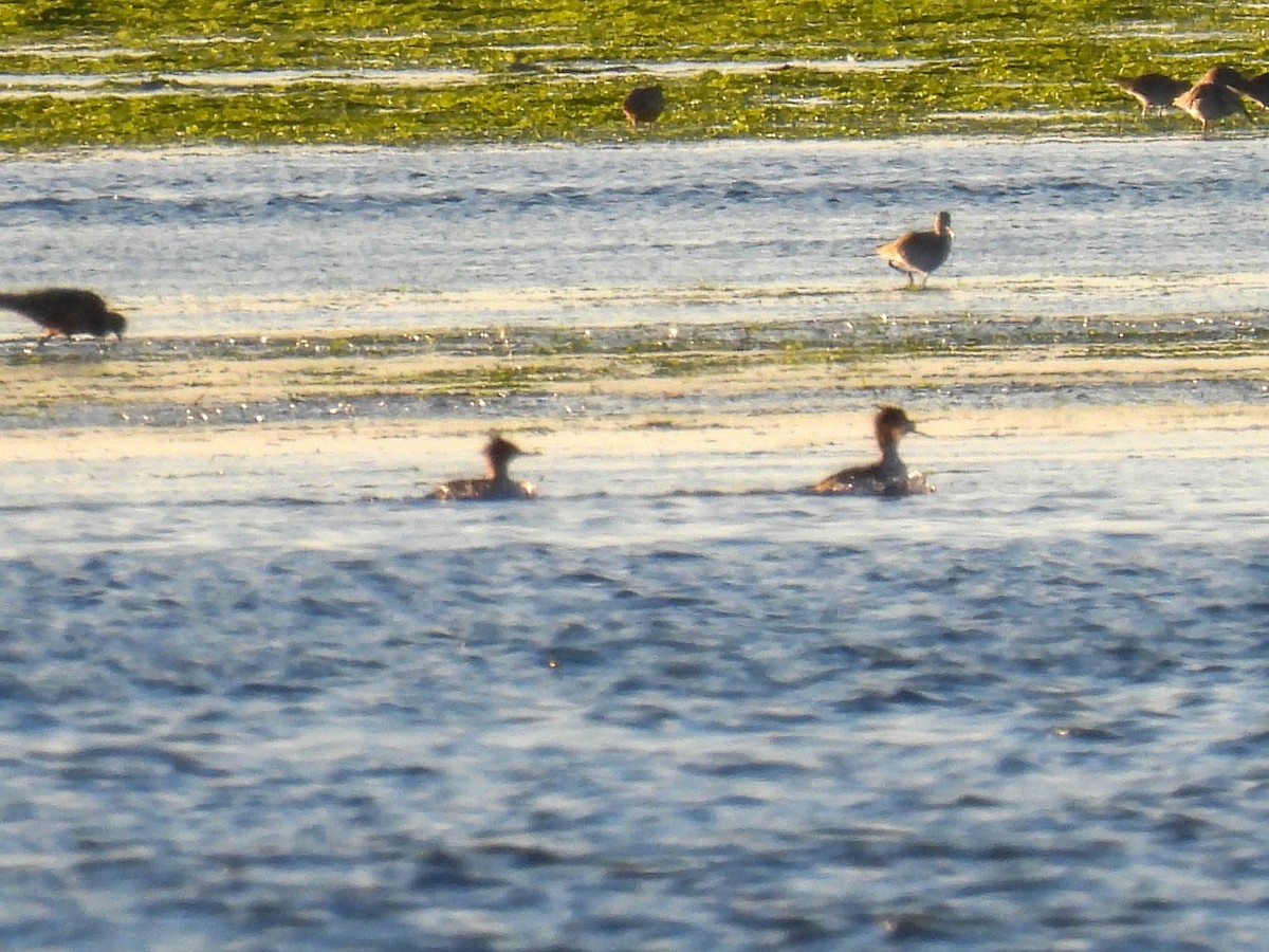 Red-breasted Merganser - ML646280236