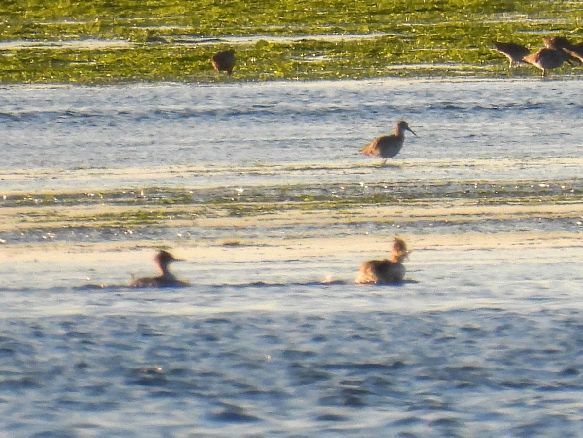Red-breasted Merganser - ML646280237