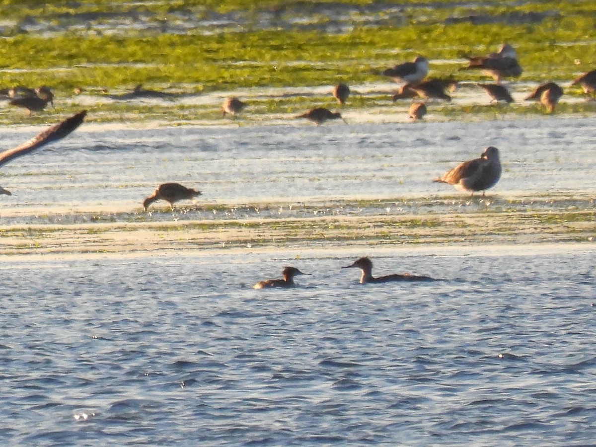 Red-breasted Merganser - ML646280238