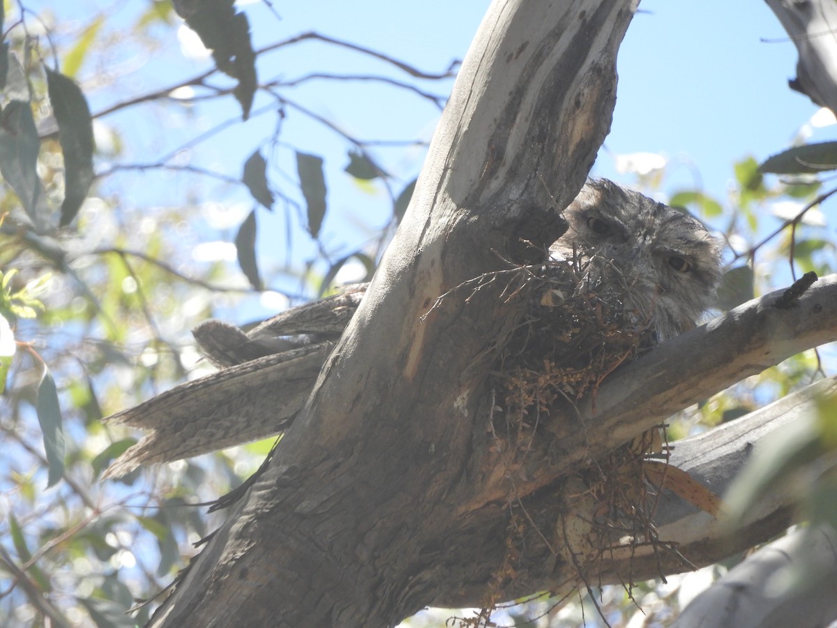 Podargo Australiano - ML646280241