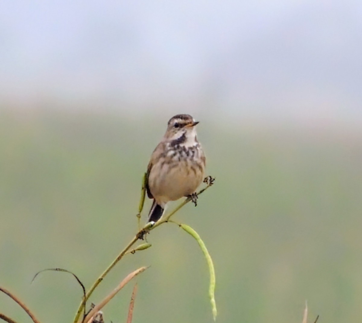 Bluethroat - ML646280264