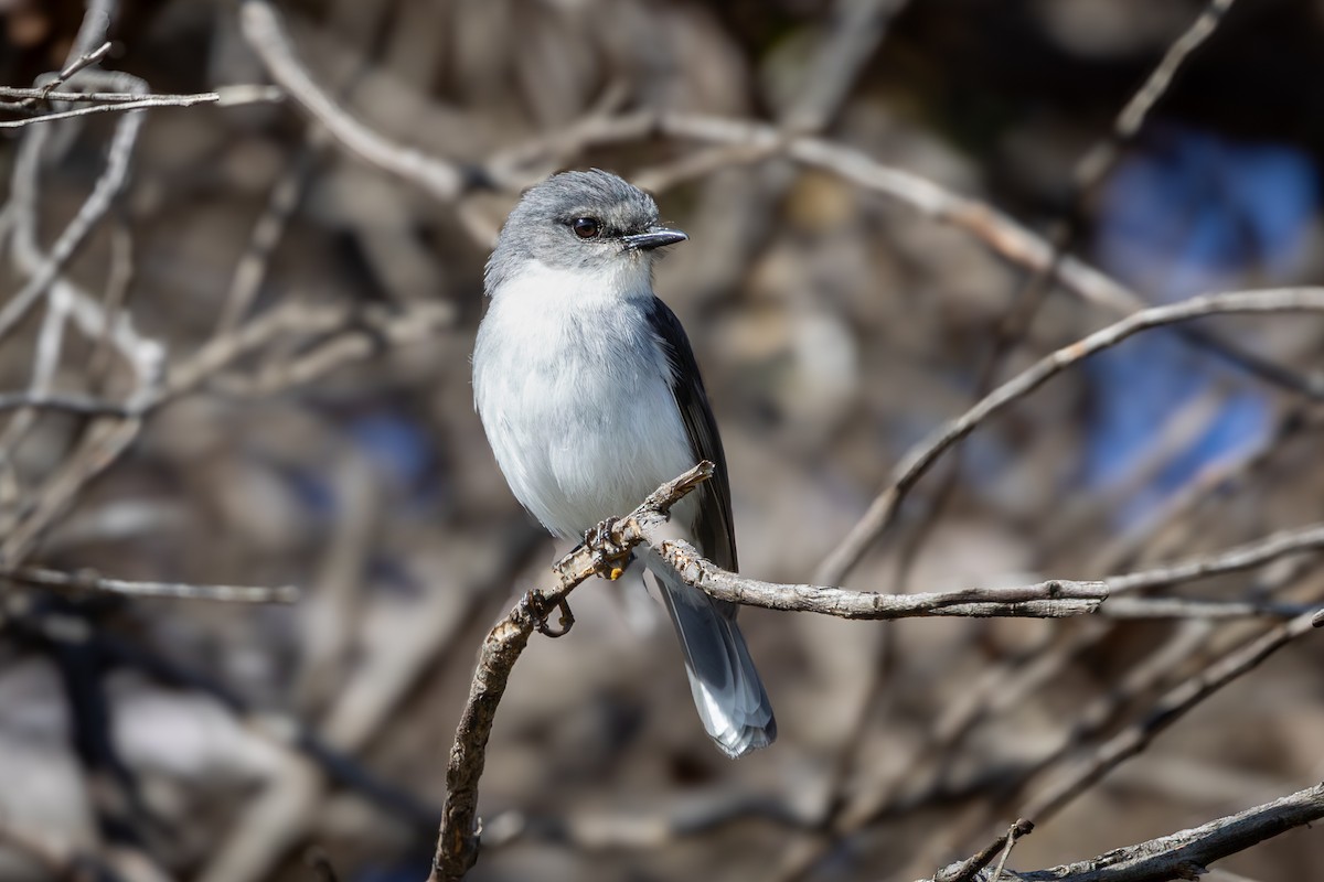White-breasted Robin - ML646280265