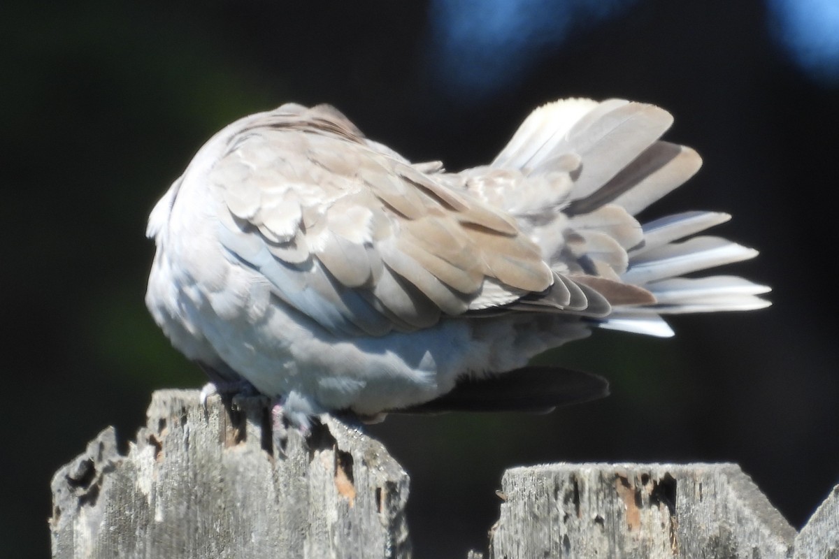Eurasian Collared-Dove - ML646280266