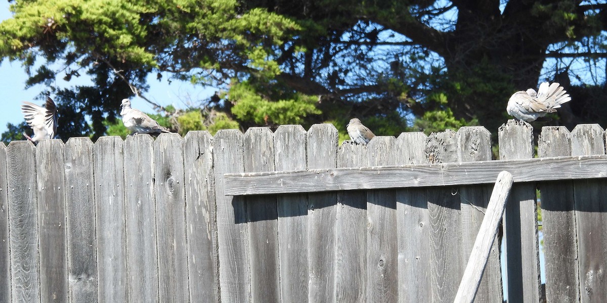 Eurasian Collared-Dove - ML646280267