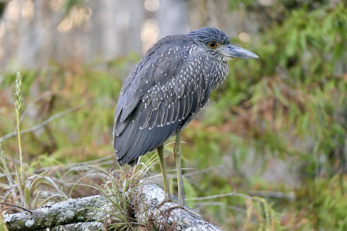 Yellow-crowned Night Heron - ML646280268