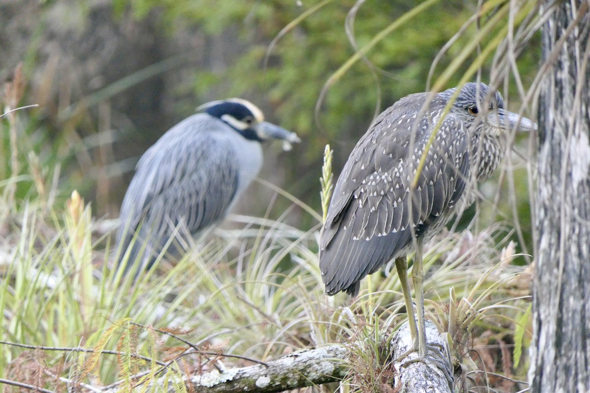 Yellow-crowned Night Heron - ML646280269