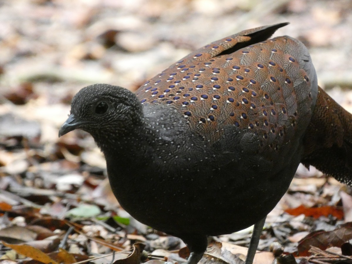 Mountain Peacock-Pheasant - ML646280272