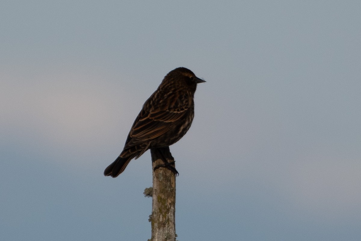 Red-winged Blackbird - ML646280274