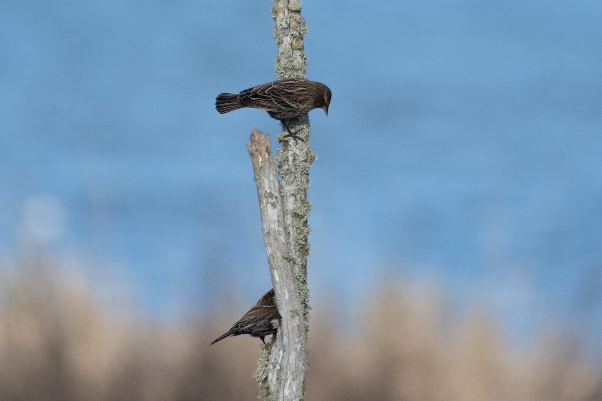 Red-winged Blackbird - ML646280277