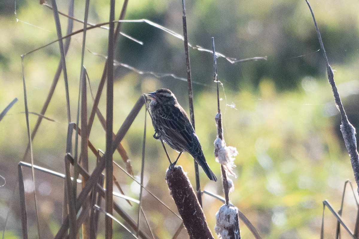 Red-winged Blackbird - ML646280278
