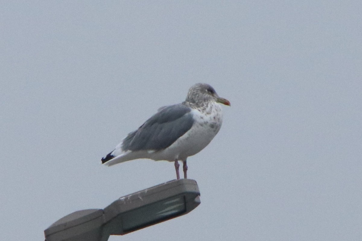 Vega Gull - ML646280290