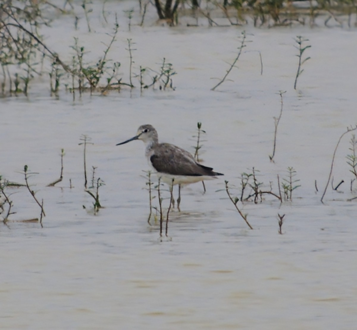Common Greenshank - ML646280300