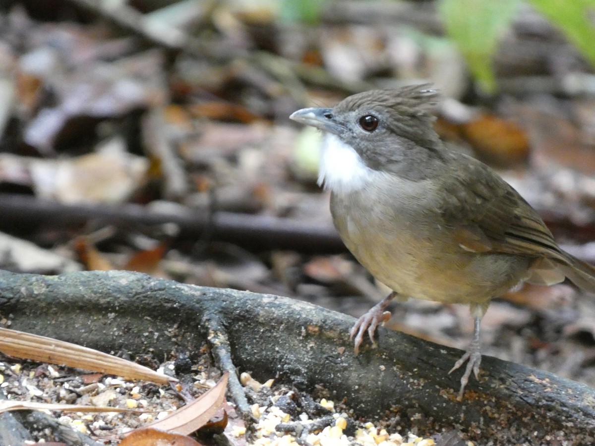 bulbulec okrový - ML646280305