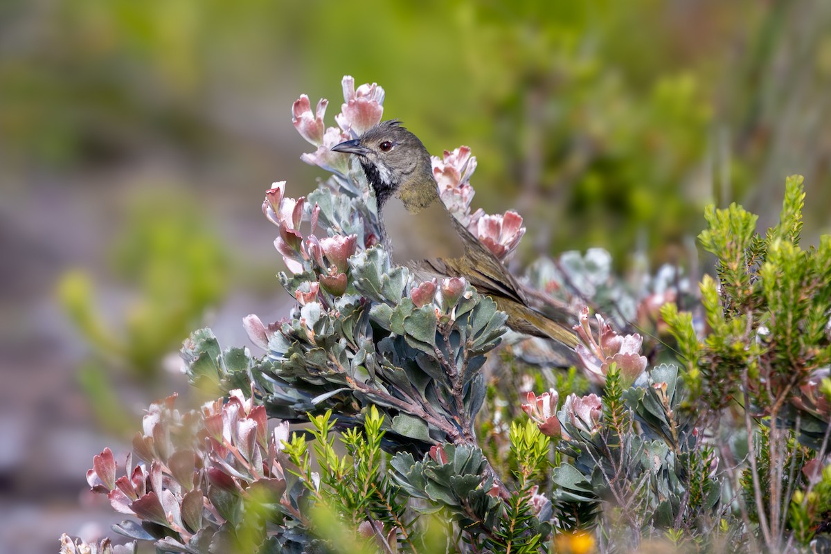 Western Whipbird - ML646280306