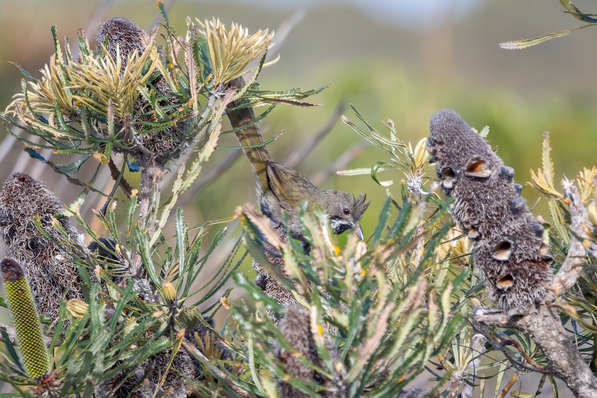 Western Whipbird - ML646280307