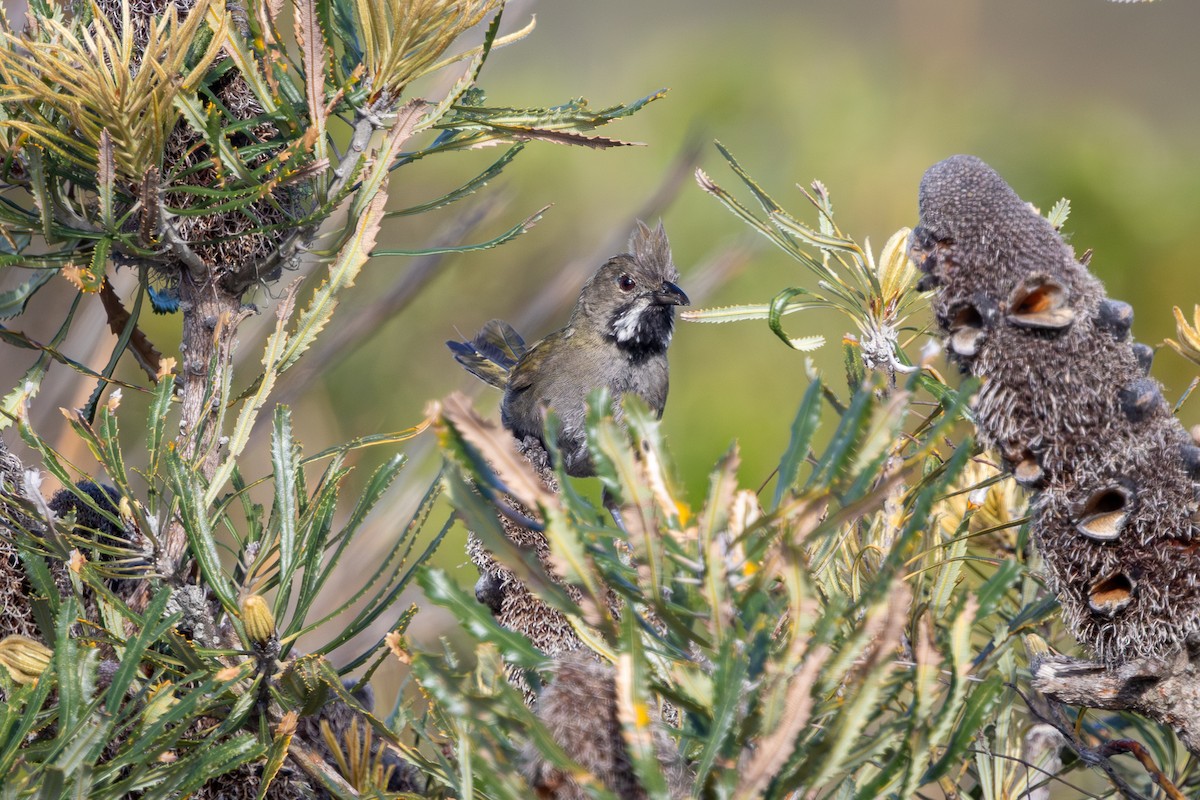 Western Whipbird - ML646280308