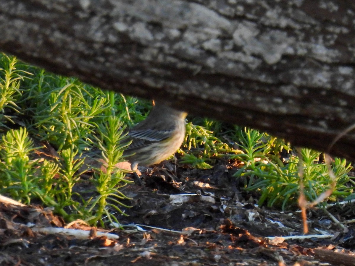 Yellow-rumped Warbler - ML646280309
