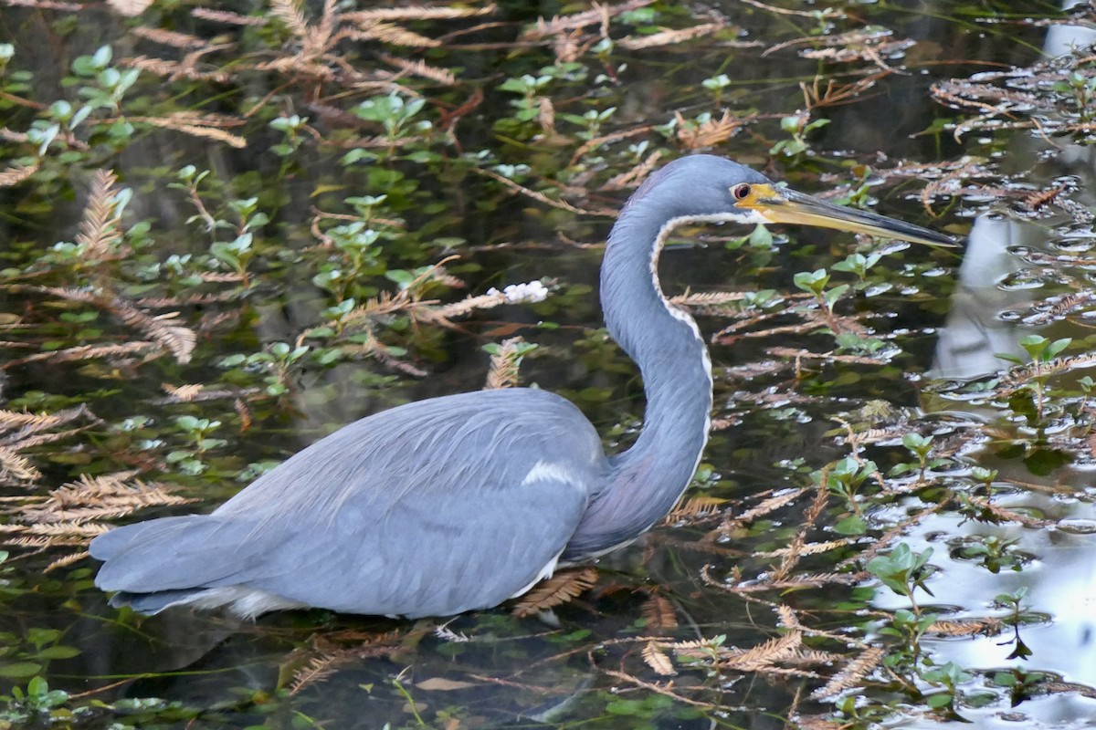 Tricolored Heron - ML646280313