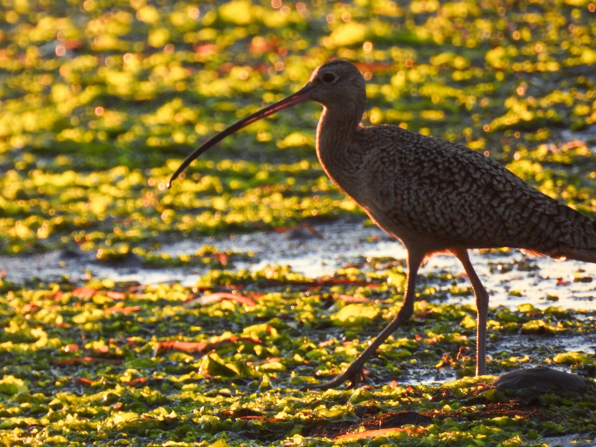Long-billed Curlew - ML646280314