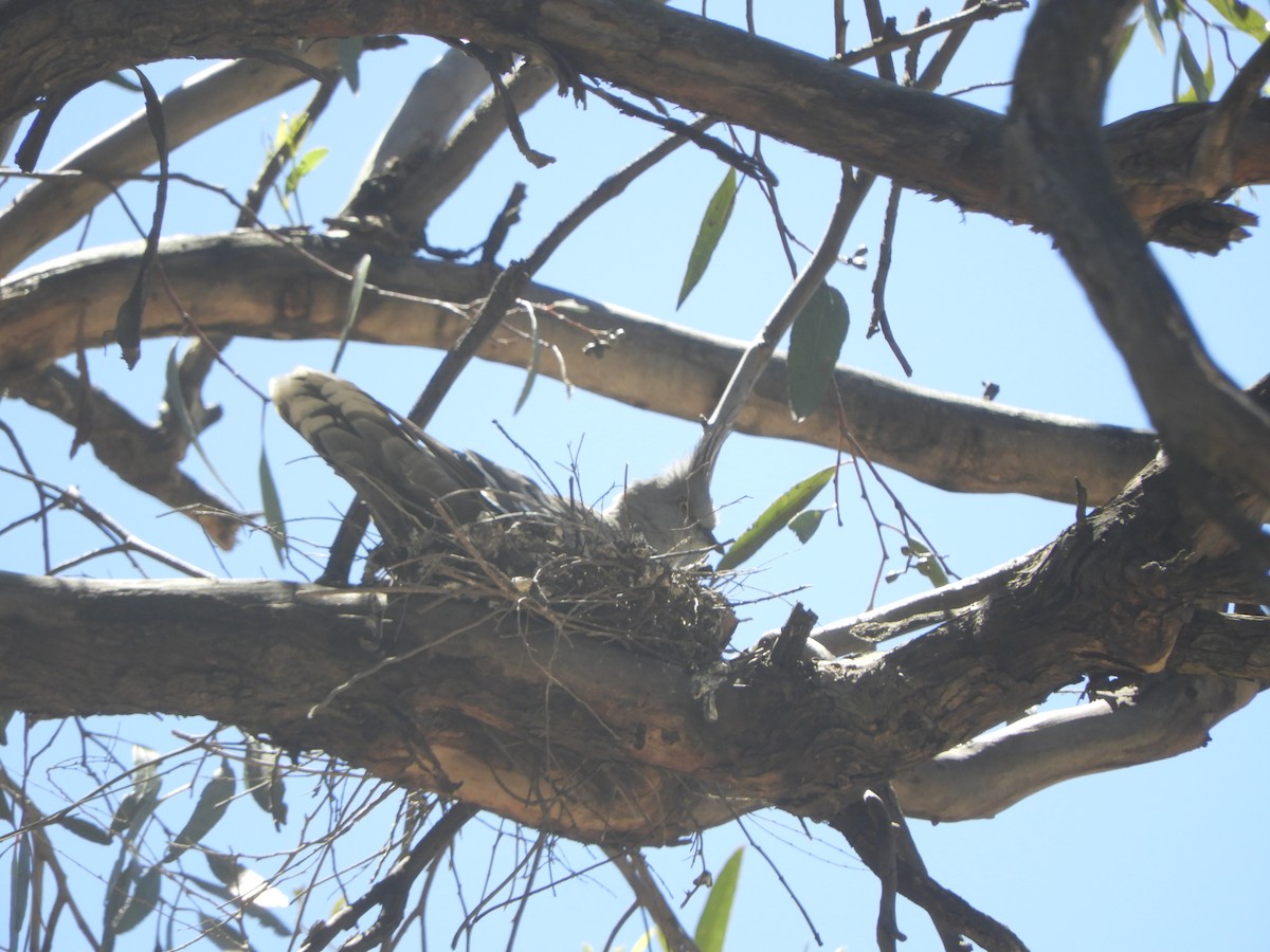 Crested Pigeon - ML646280316