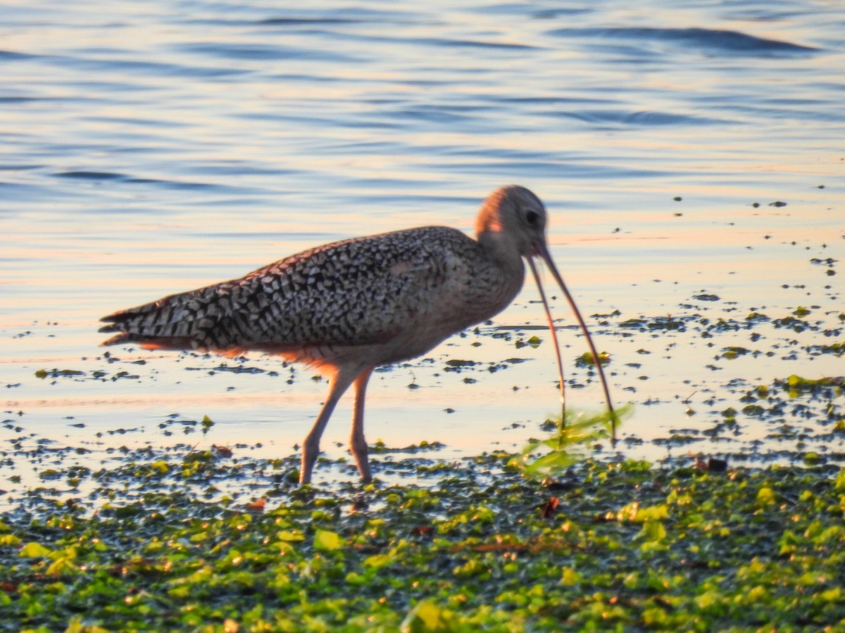 Long-billed Curlew - ML646280317