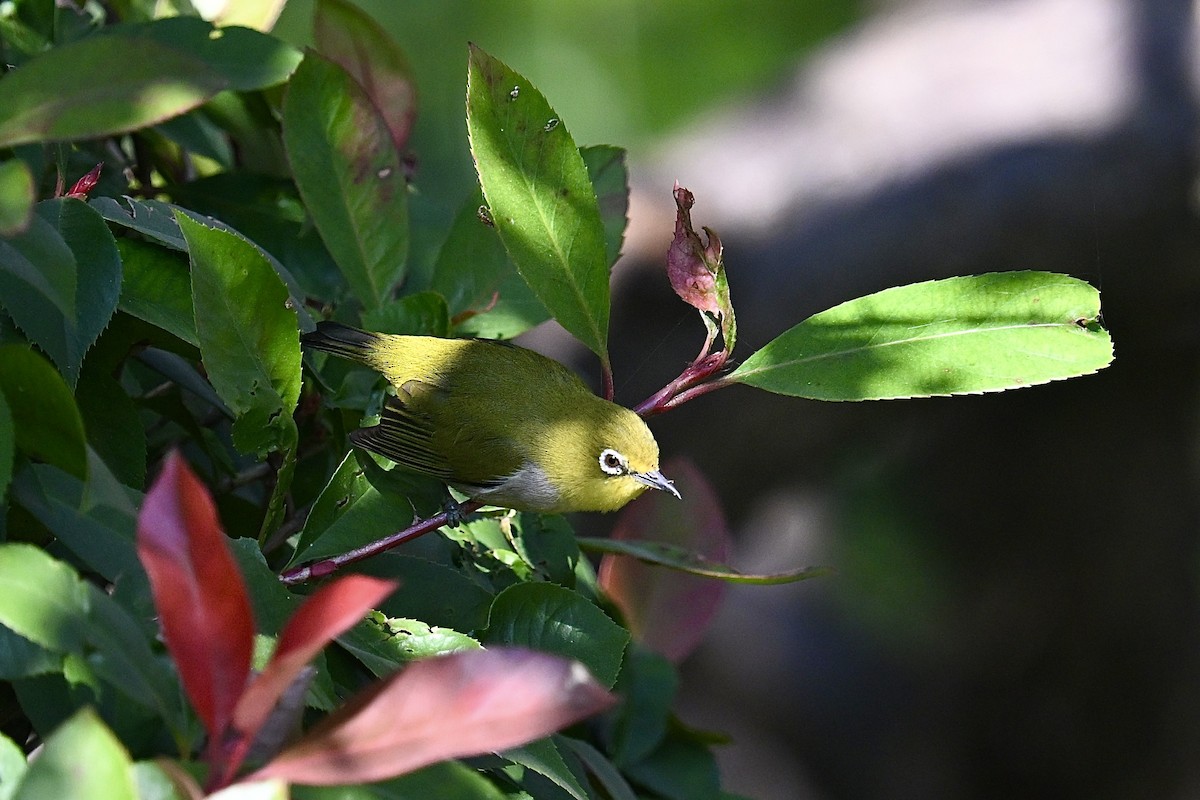 Swinhoe's White-eye - ML646280330