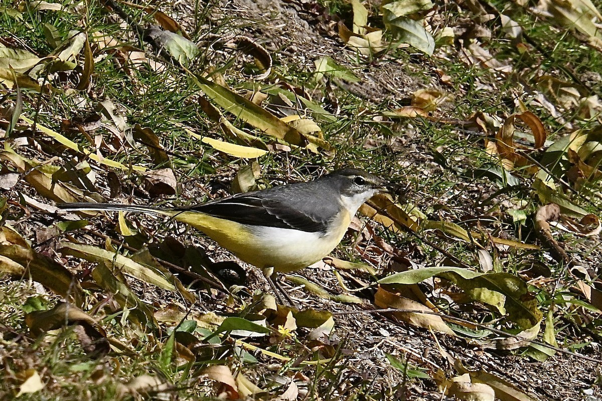 Gray Wagtail - ML646280332