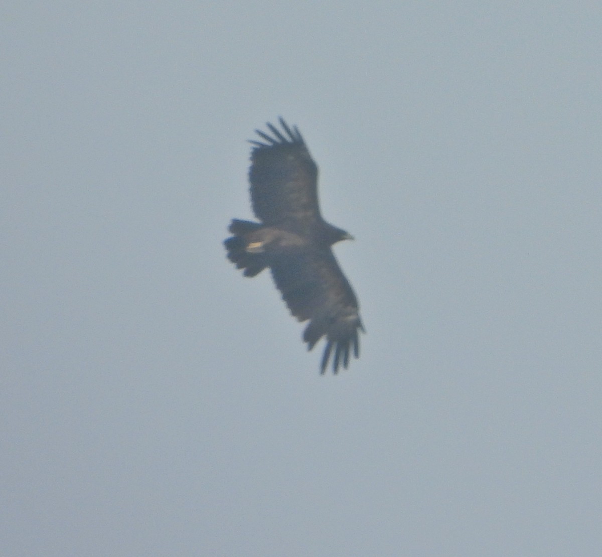 Aquila anatraia maggiore - ML646280343