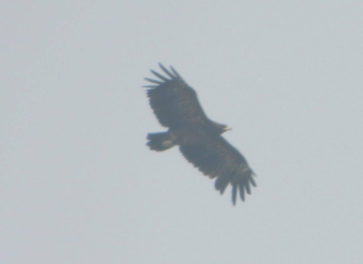 Aquila anatraia maggiore - ML646280344