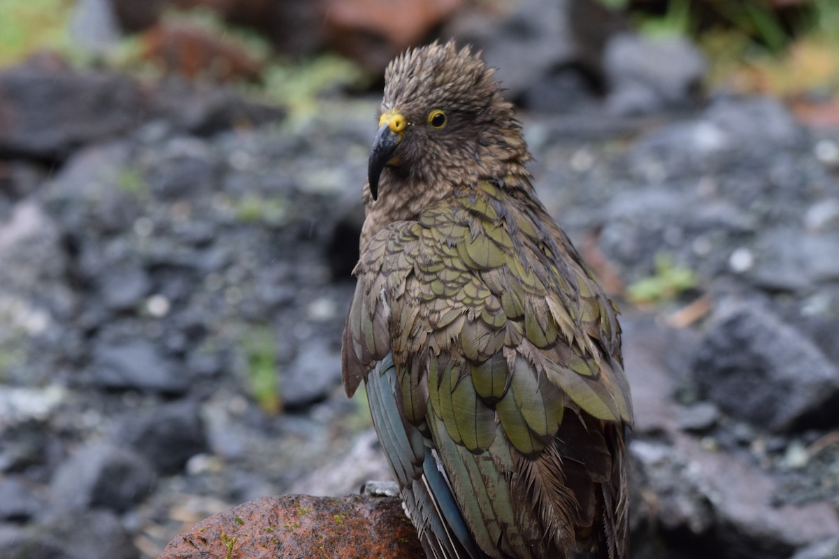 Кеа - ML646280351