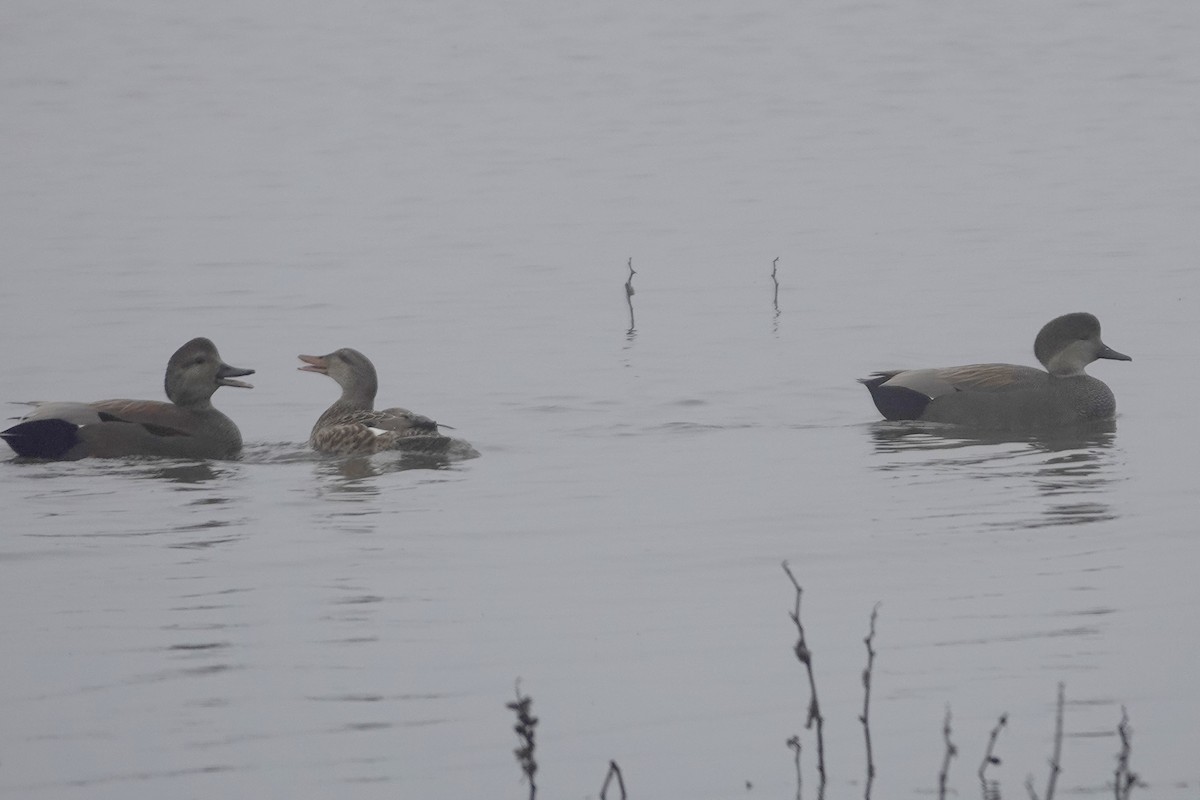 Нерозень - ML646280352