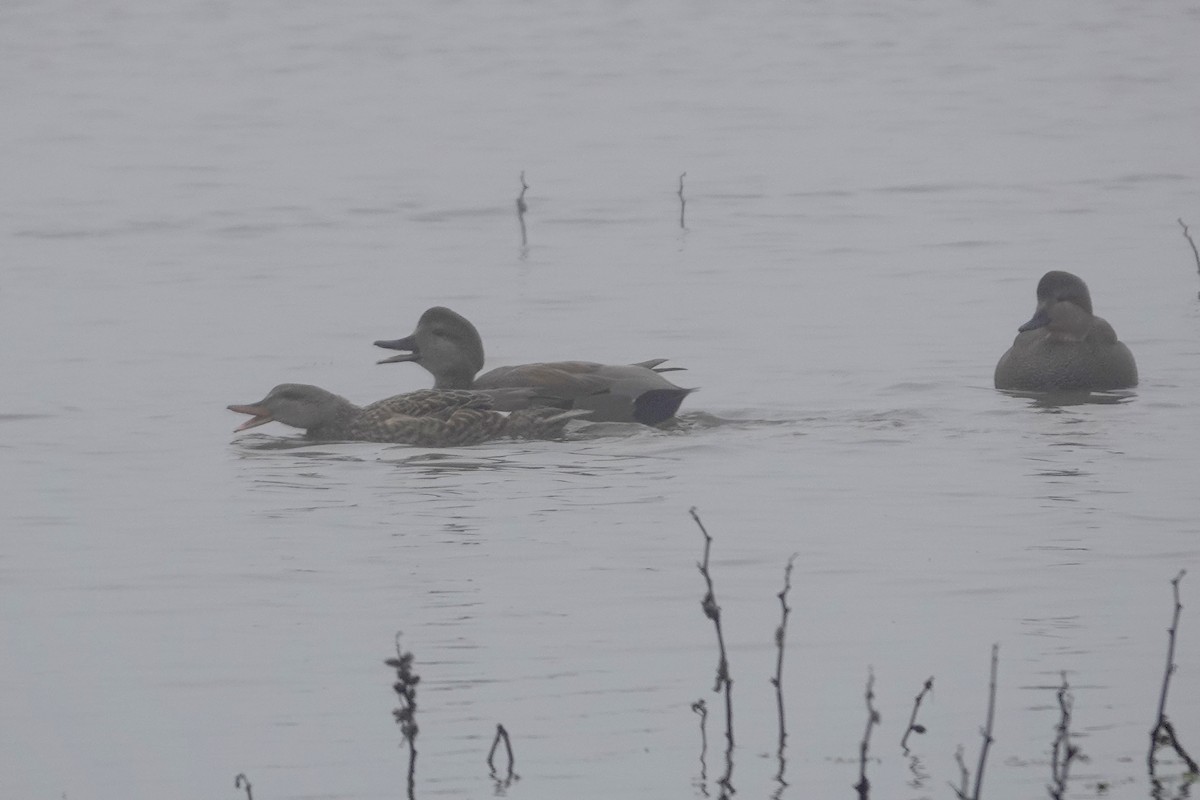 Boz Ördek - ML646280353