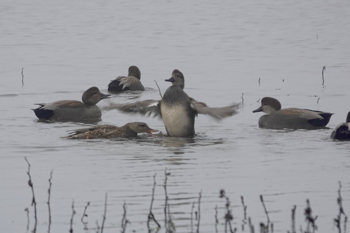 Boz Ördek - ML646280354