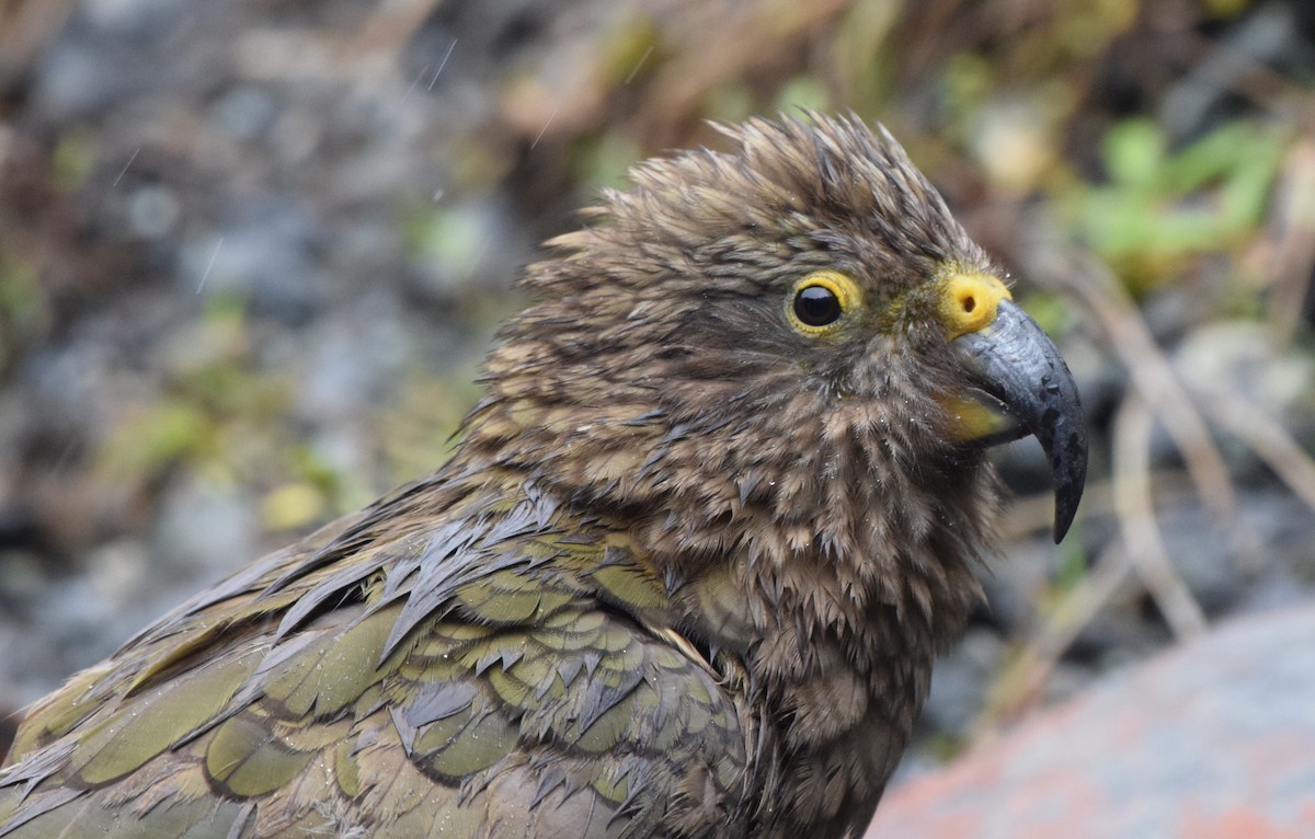 Кеа - ML646280360