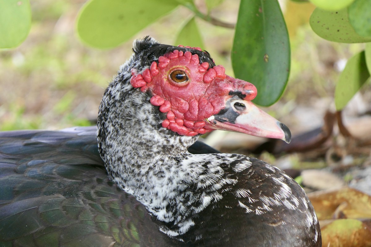 Качка мускусна (свійська) - ML646280361