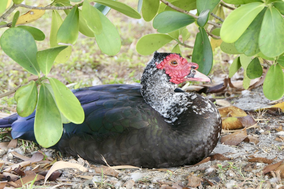 Качка мускусна (свійська) - ML646280362