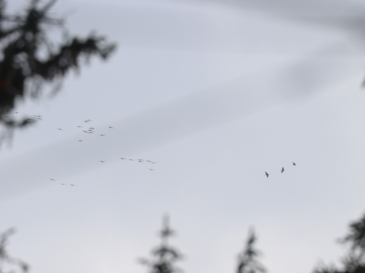 Журавель канадський - ML646280365