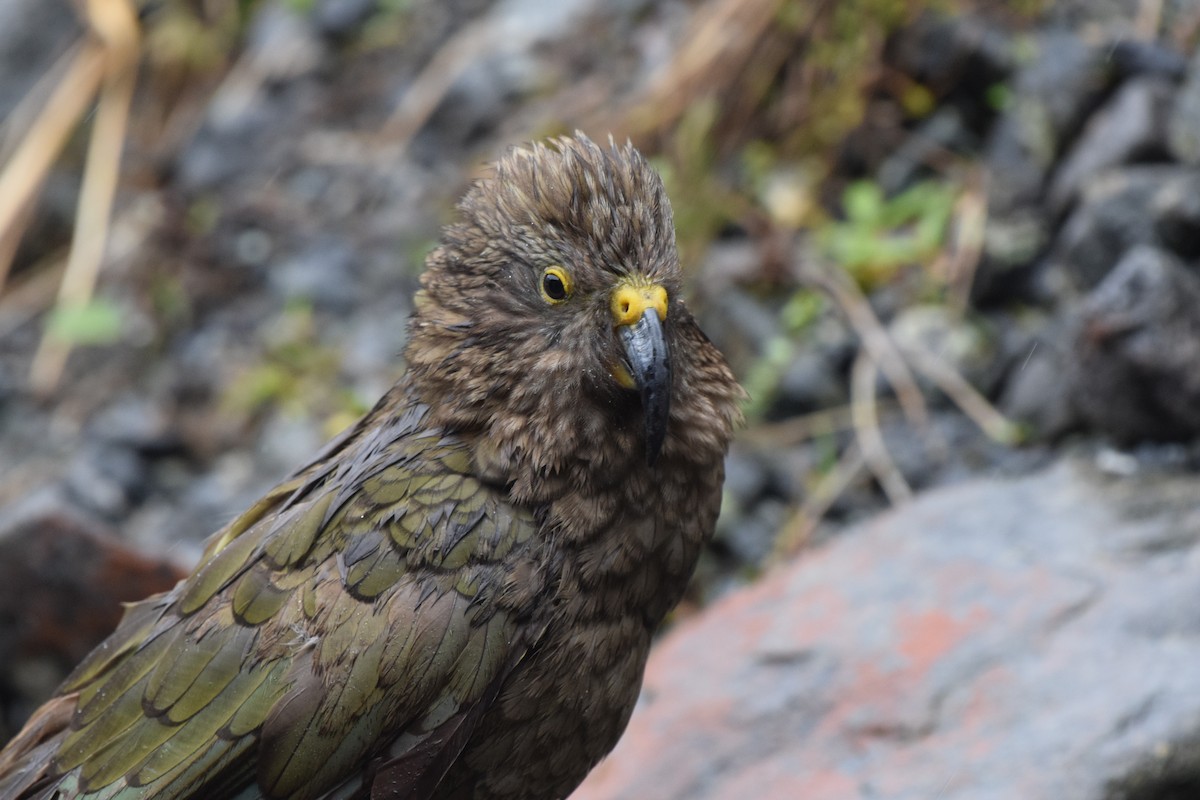 Кеа - ML646280366