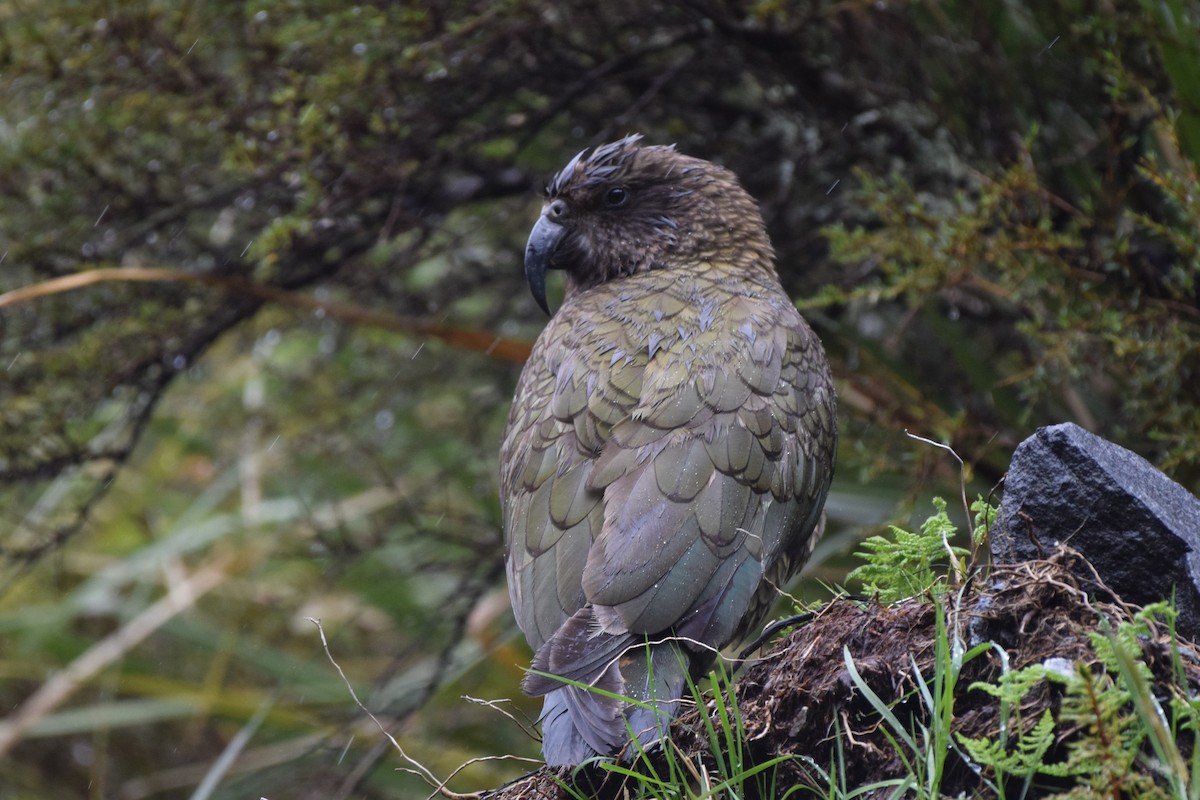 Кеа - ML646280368