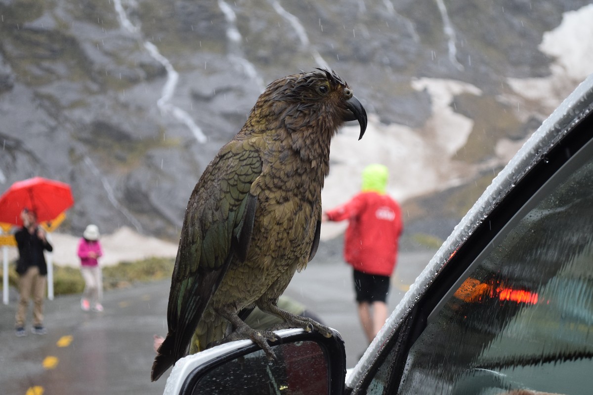 Кеа - ML646280371