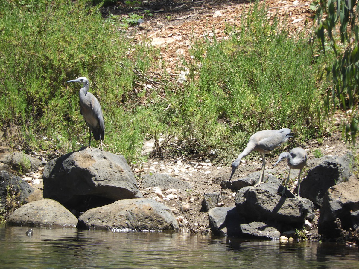 volavka bělolící - ML646280377